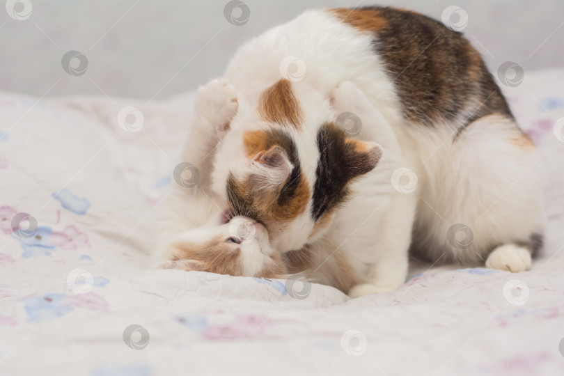 Скачать Кошка играет со своими котятами фотосток Ozero