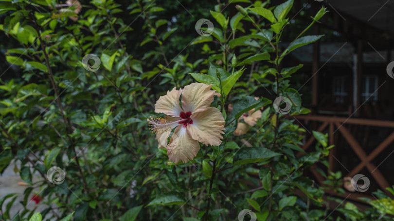 Скачать Красивый цветок гибискуса на фоне зеленой листвы. фотосток Ozero