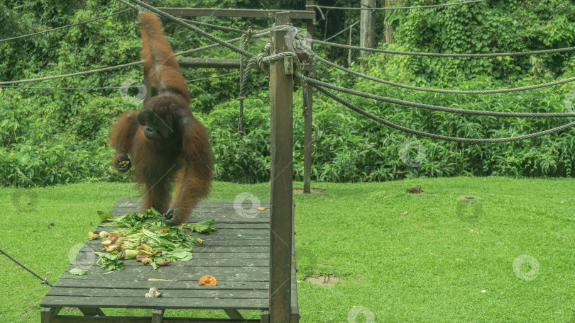Скачать Кормление в реабилитационном центре орангутангов Сепилок. фотосток Ozero