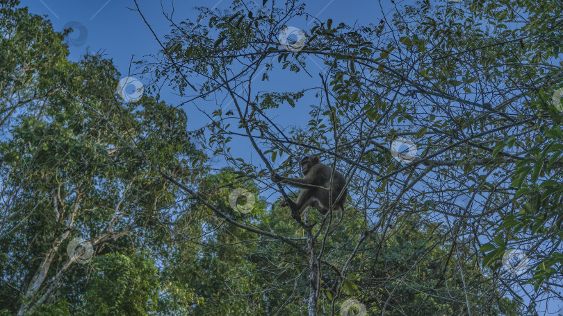 Скачать Дикая короткохвостая обезьяна Macaca arctoides сидит на дереве фотосток Ozero