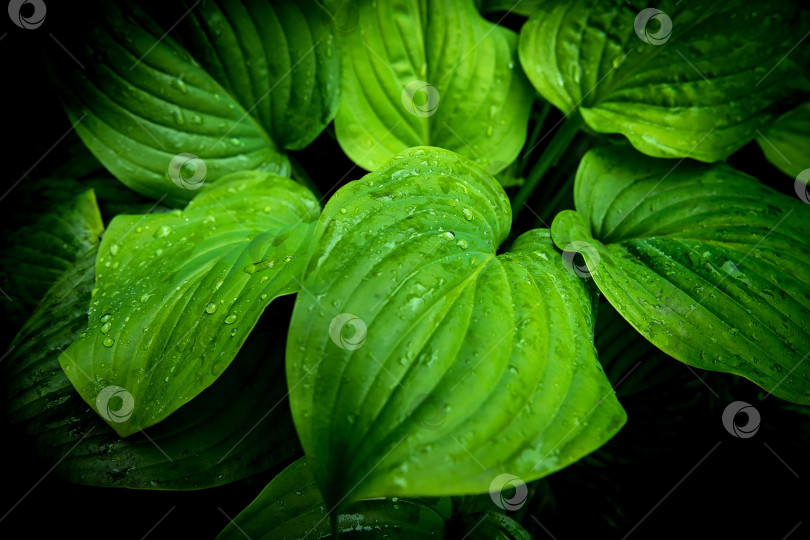Скачать Крупным планом фон из зеленых листьев, наложение рисунка из свежих листьев, естественная текстура листвы и фон фотосток Ozero