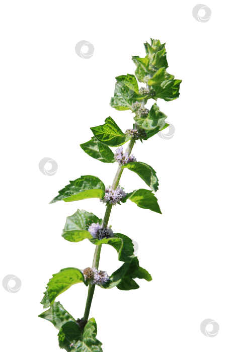 Скачать Цветение мяты перечной в формате png. Выращивание лекарственных растений фотосток Ozero