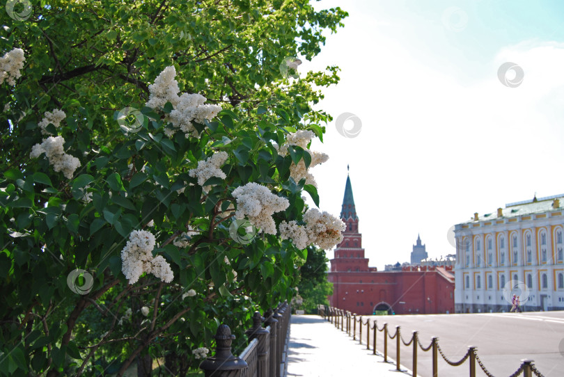 Скачать Москва, Россия, 1 июня 2009: Ветви белой цветущей сирени в Московском Кремле фотосток Ozero