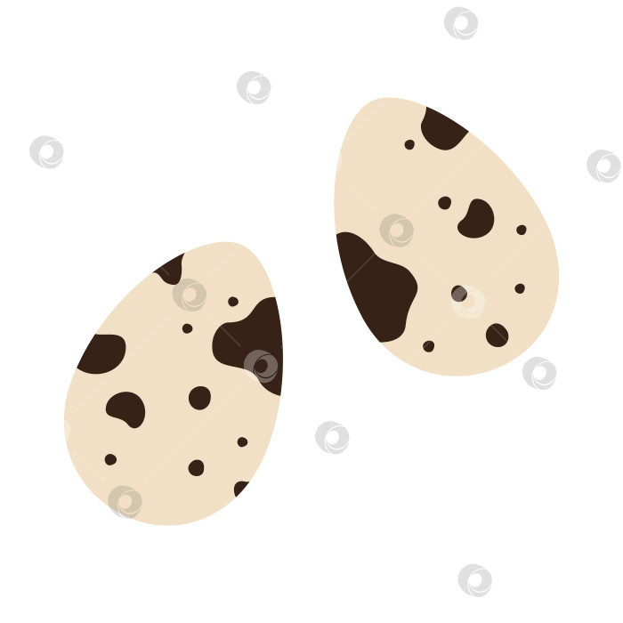 Скачать Перепелиные яйца в мультяшном стиле. Векторная иллюстрация, изолированная на белом фоне, нарисованная от руки, плоский дизайн фотосток Ozero