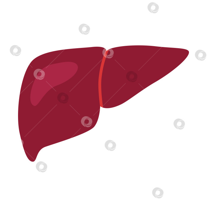 Скачать Человеческая печень в мультяшном стиле. Векторная иллюстрация, изолированная на белом фоне, нарисованная от руки, плоский дизайн фотосток Ozero