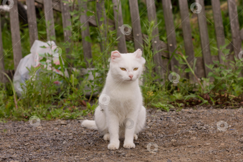 Скачать Кошка, живущая в деревне. Уличная кошка. Белая кошка фотосток Ozero