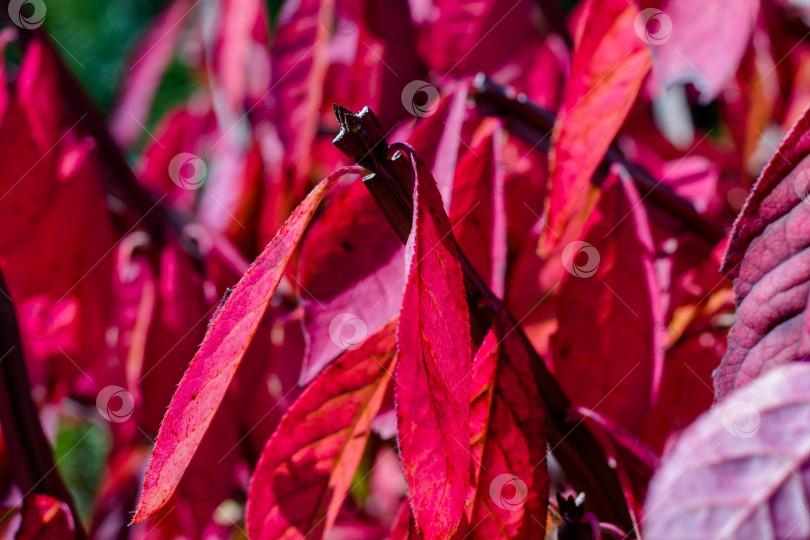 Скачать Красные листья на дереве. Осенний фон с листьями деревьев фотосток Ozero