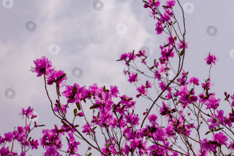 Скачать Рододендрон даурский. Цветущий дикий розмарин. весенние цветы на Дальнем Востоке фотосток Ozero