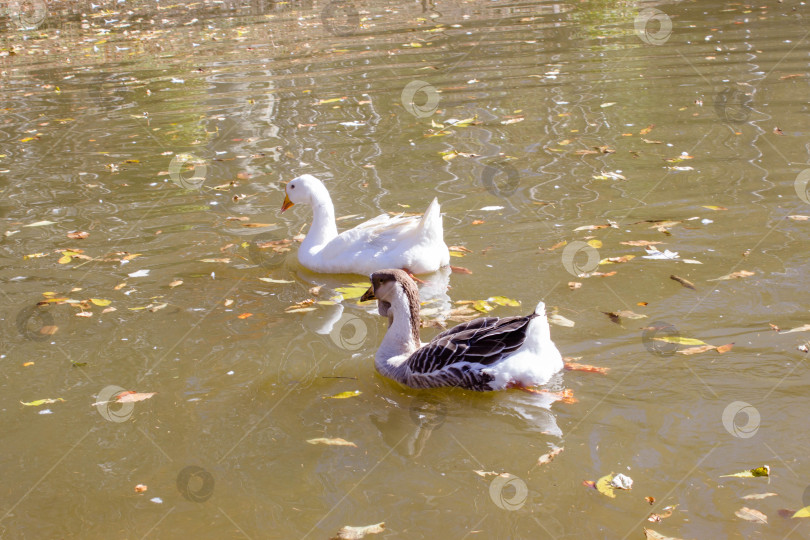 Скачать По пруду плавают утки и гуси. фотосток Ozero