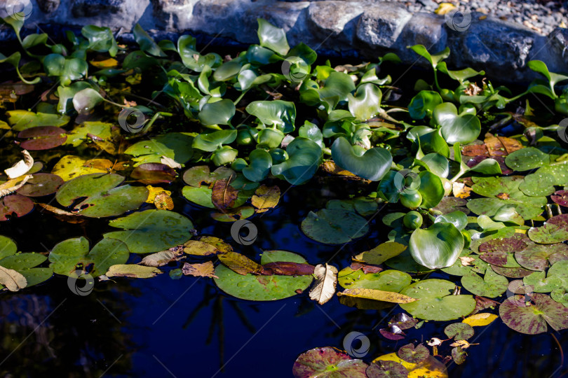 Скачать Водяные лилии в озере. Осенние растения в воде фотосток Ozero