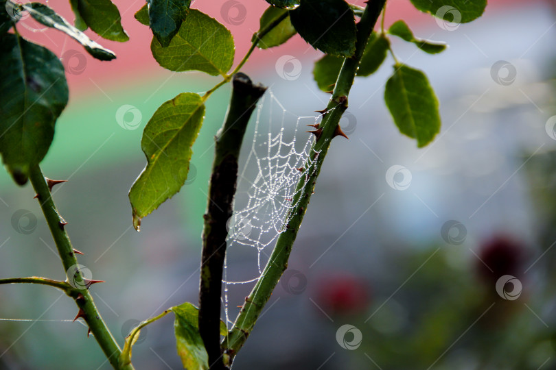 Скачать паутинка с капельками росы на стеблях розы фотосток Ozero