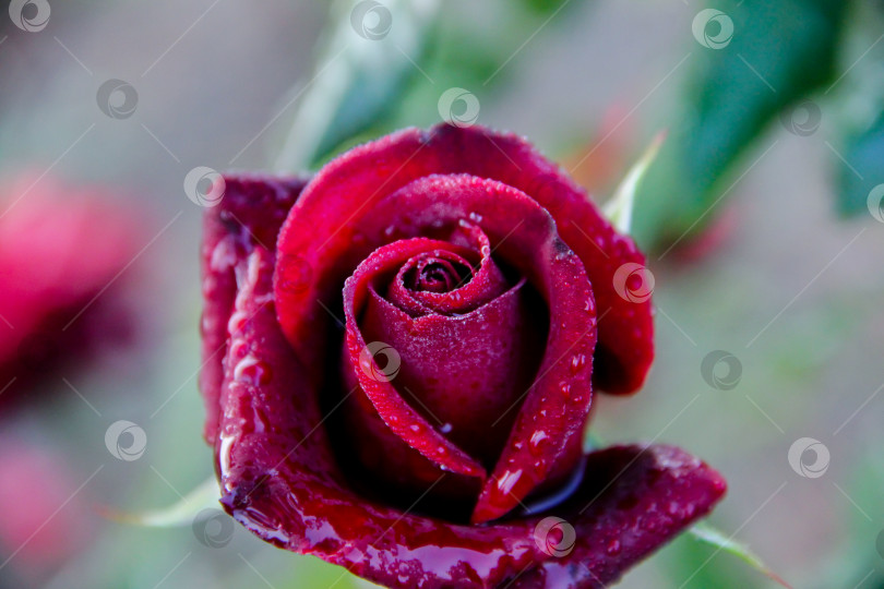 Скачать роза в центре рамки. красная роза фотосток Ozero