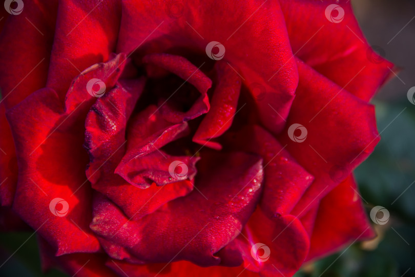 Скачать Красная и красивая роза. Розы Краснодарского края фотосток Ozero