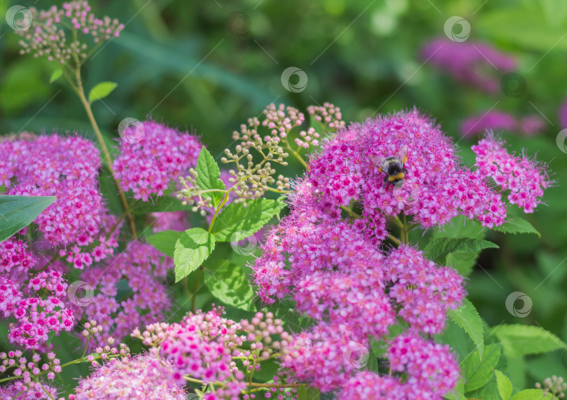 Скачать Пчела сидит на соцветии цветка Спиреи японской фотосток Ozero