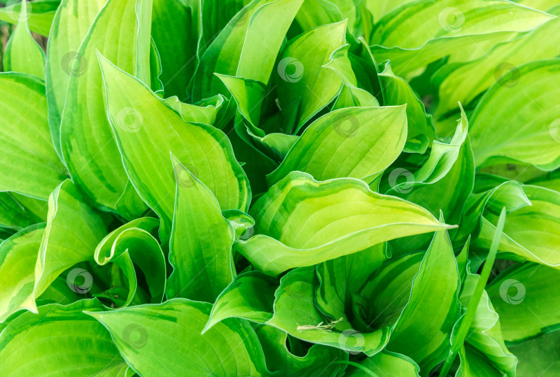 Скачать Волнистые светло-зеленые листья декоративного цветка Хоста фотосток Ozero