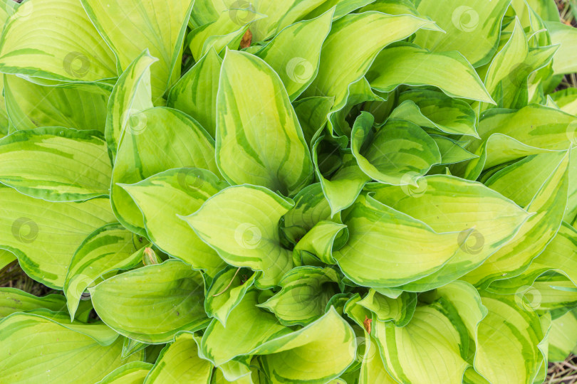 Скачать Волнистые светло-зеленые листья декоративного цветка Хоста фотосток Ozero