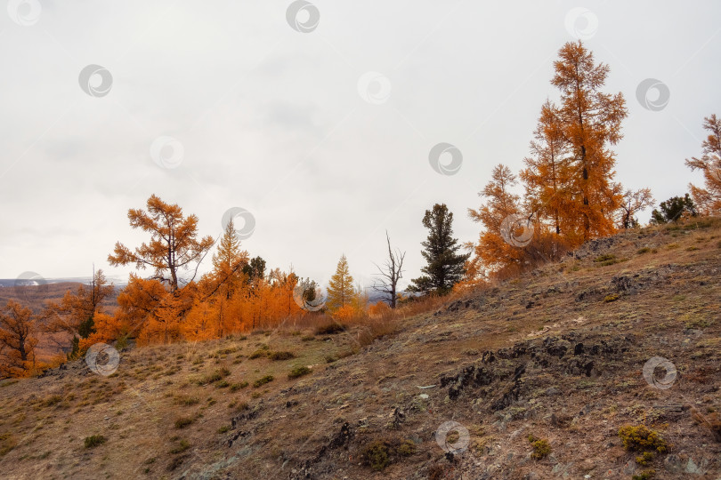 Скачать Осенние хвойные деревья вдоль сухого травянистого склона фотосток Ozero