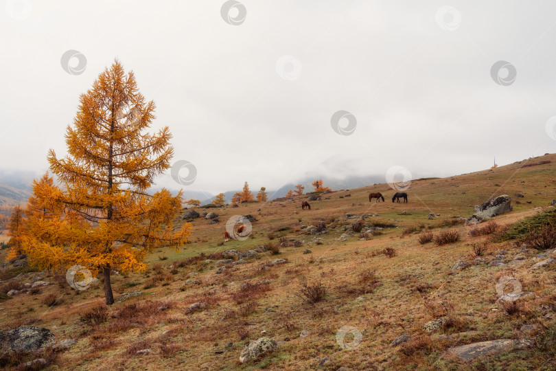 Скачать Лошади и коровы на травянистом осеннем склоне холма фотосток Ozero