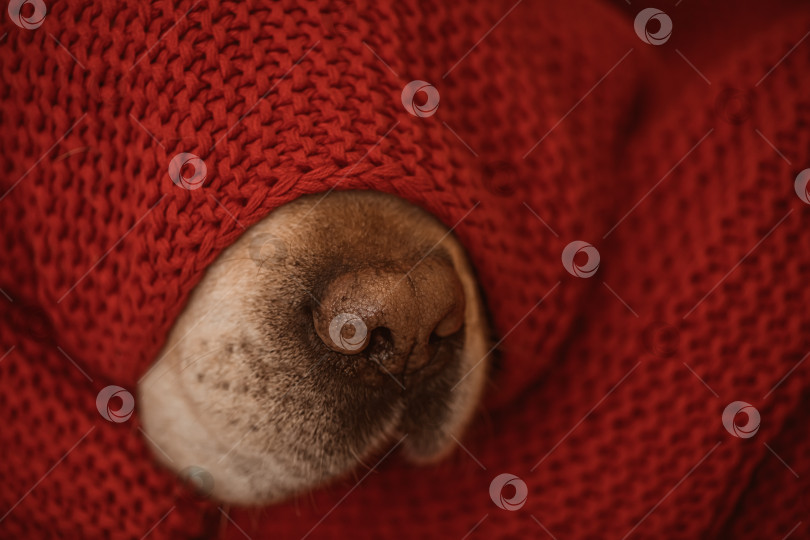Скачать собачий нос под красным одеялом зимой фотосток Ozero