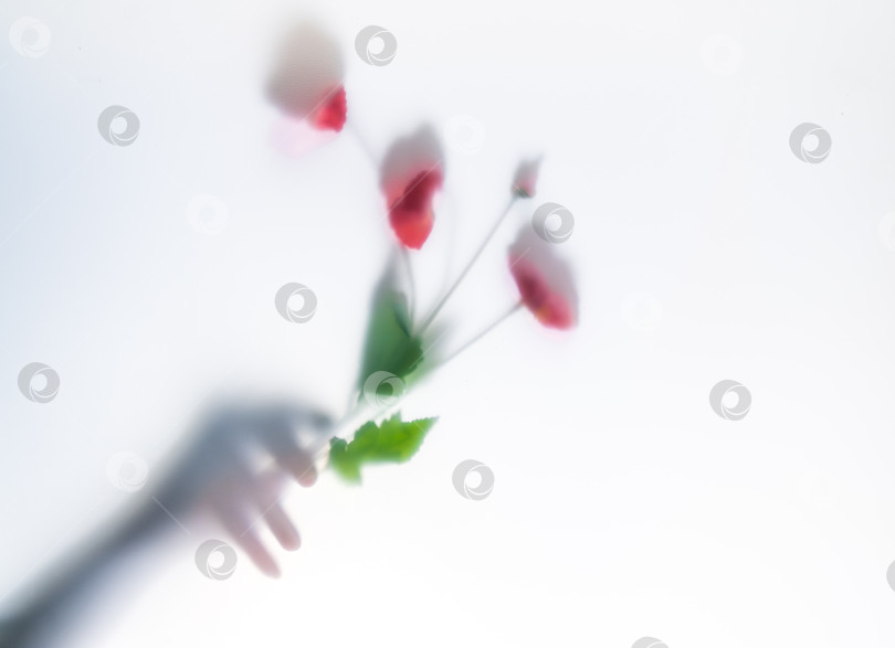Скачать рука держит цветы сквозь матовый туман фотосток Ozero