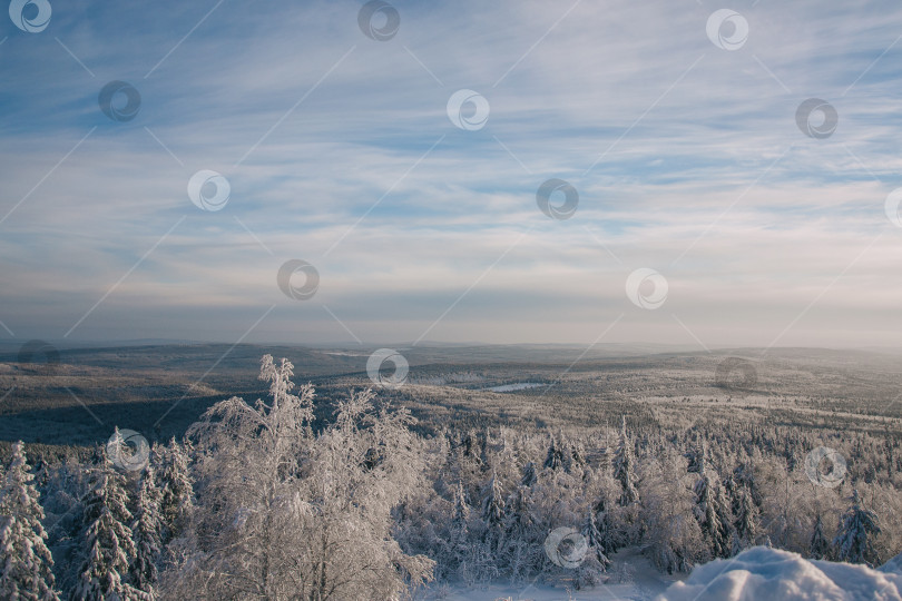 Скачать Панорама зимнего леса фотосток Ozero