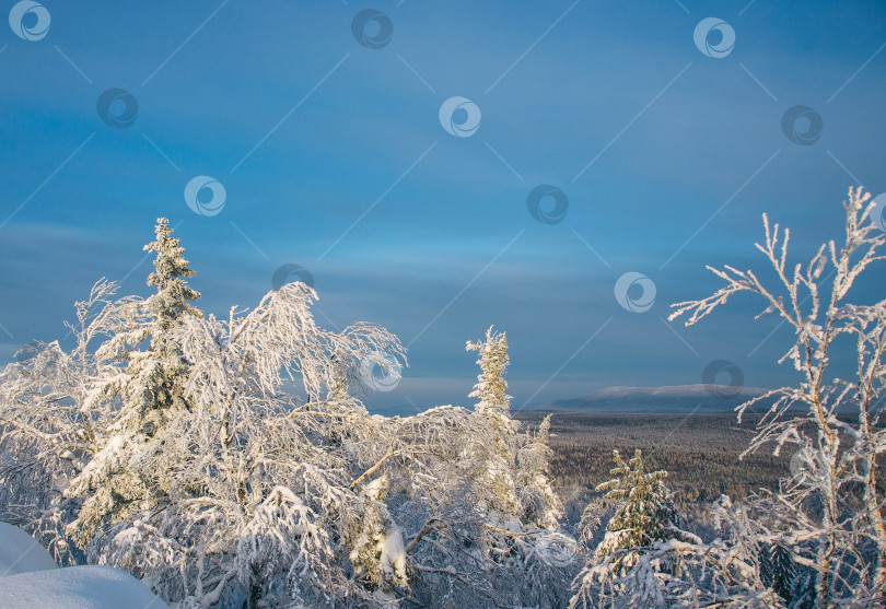 Скачать Басеги, зимний лес фотосток Ozero