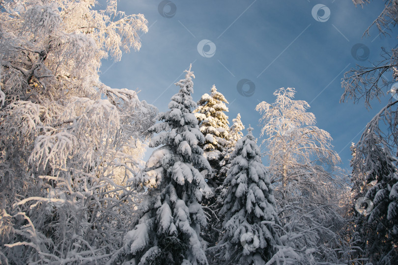 Скачать Заснеженные деревья фотосток Ozero