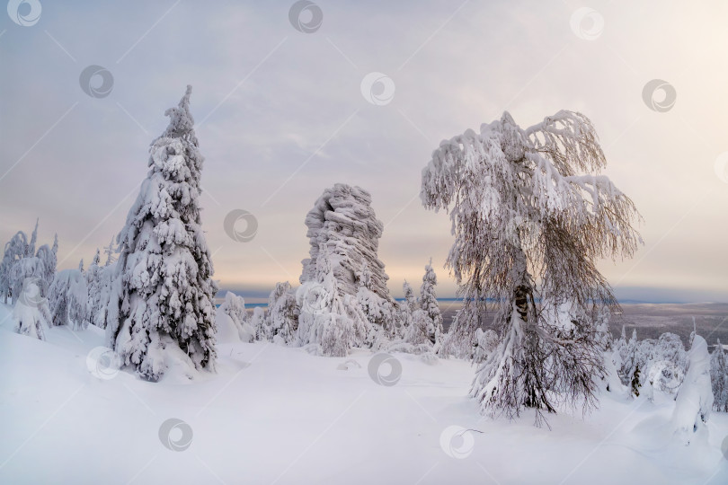 Скачать Зимний лес в сансете, деревья в снегу фотосток Ozero