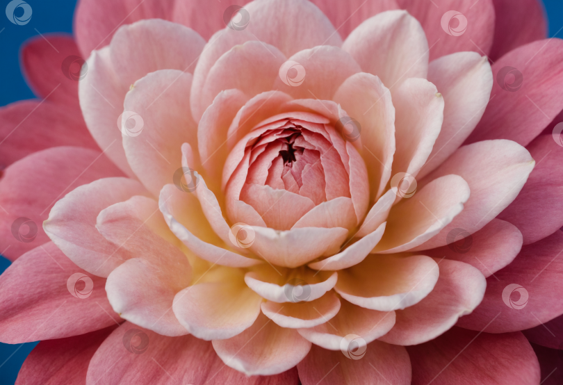 Скачать Розовый цветок крупным планом. Нейросетевая генерация. фотосток Ozero