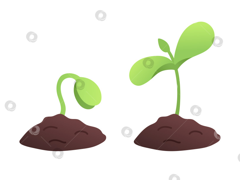 Скачать Фазы роста растения. Плоская иллюстрация ростка. фотосток Ozero