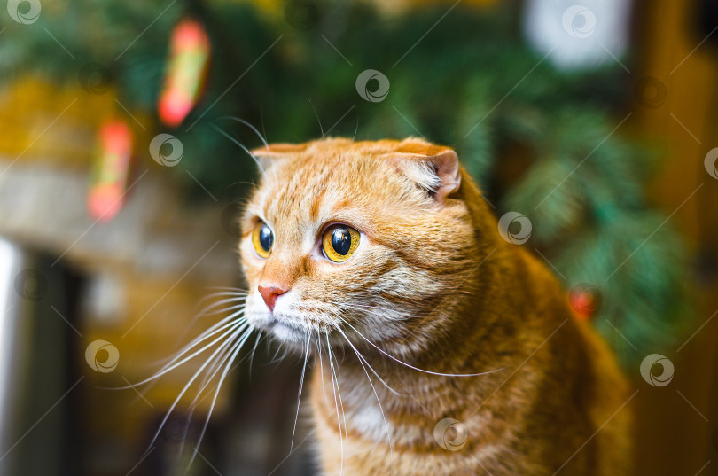 Скачать рыжий шотландский вислоухий кот смотрит на кого-то за кадром. Кот на фоне еловой ветки с конфетами фотосток Ozero