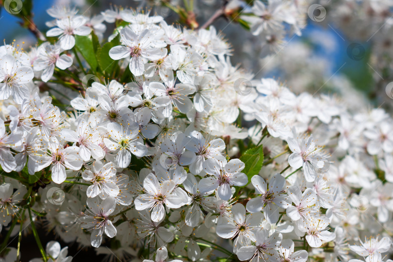 Скачать Цветущая вишня, весеннее цветение в природе. Крупный план. Blooming cherry, spring flowering in nature. фотосток Ozero