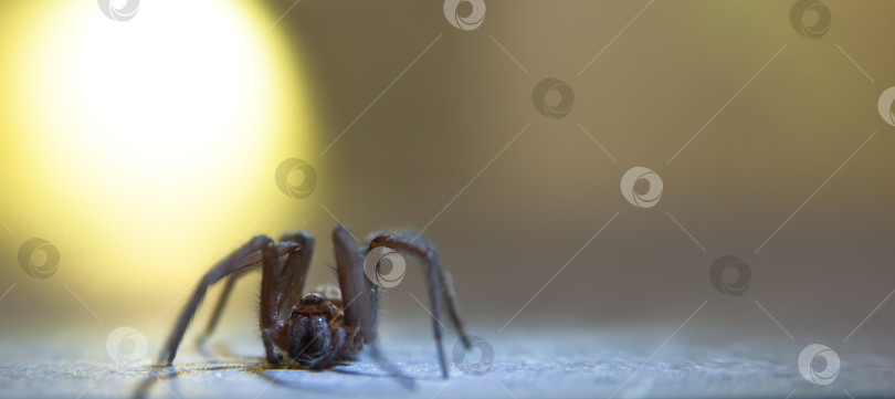 Скачать Домашний паук Tegenaria domestica - это вид пауков из семейства паутинных воронкообразных (Agelenidae), близкий родственник американского домашнего паука Tegenaria agrestis. фотосток Ozero