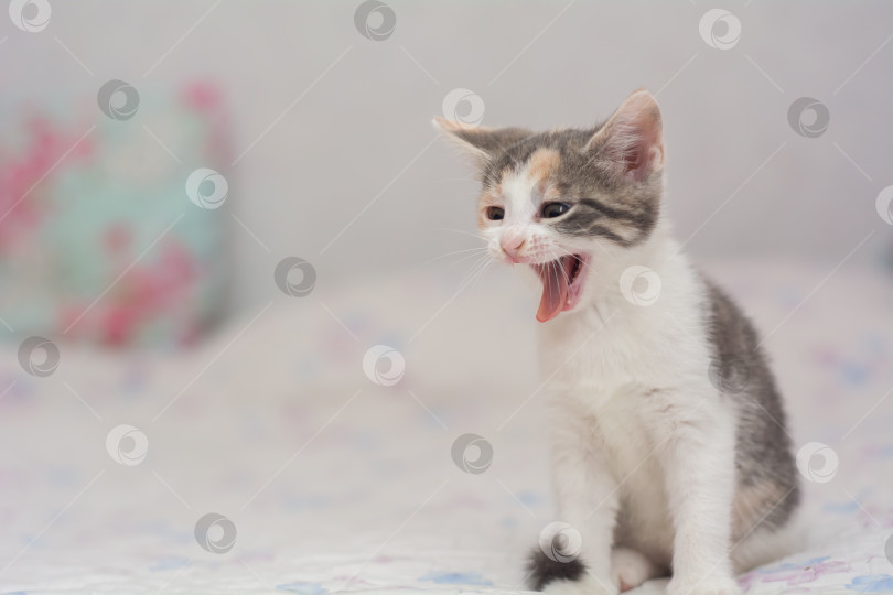 Скачать Зевающий маленький котенок фотосток Ozero