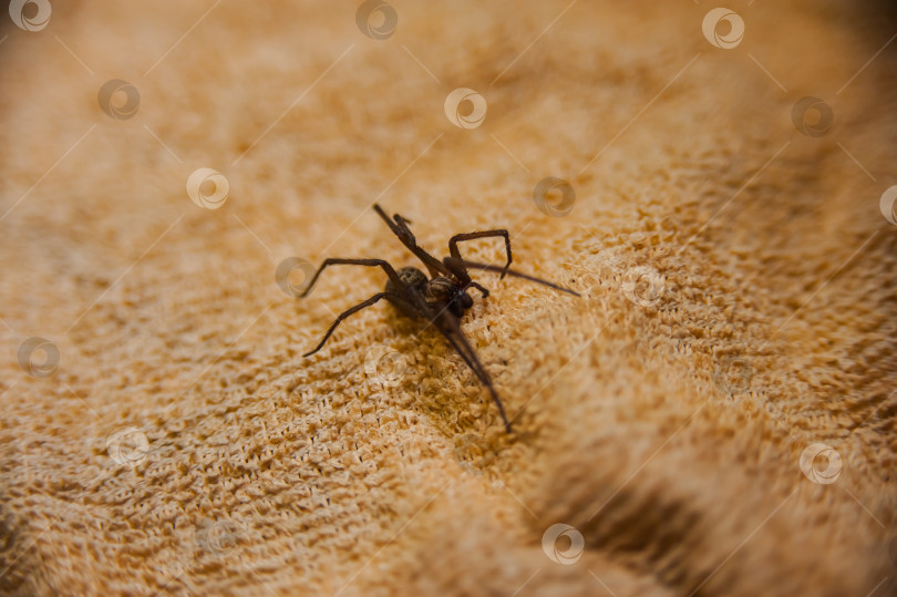 Скачать Домашний паук Tegenaria domestica - это вид пауков из семейства паутинных воронкообразных (Agelenidae), близкий родственник американского домашнего паука Tegenaria agrestis. фотосток Ozero