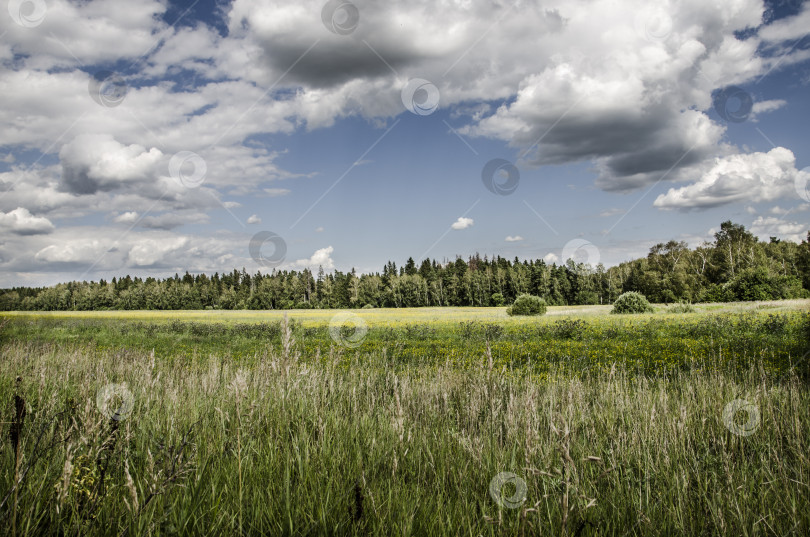 Скачать Летний пейзаж с зеленым лугом и голубым небом с белыми облаками. фотосток Ozero