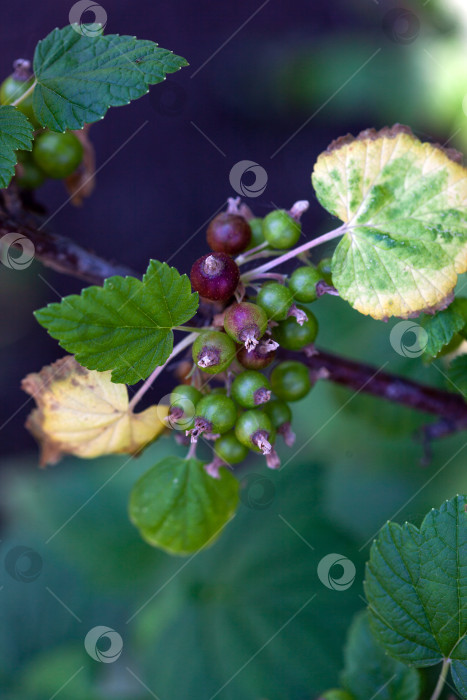 Скачать Незрелые зеленые ягоды смородины на кусте. Молодые ягоды черной смородины. фотосток Ozero