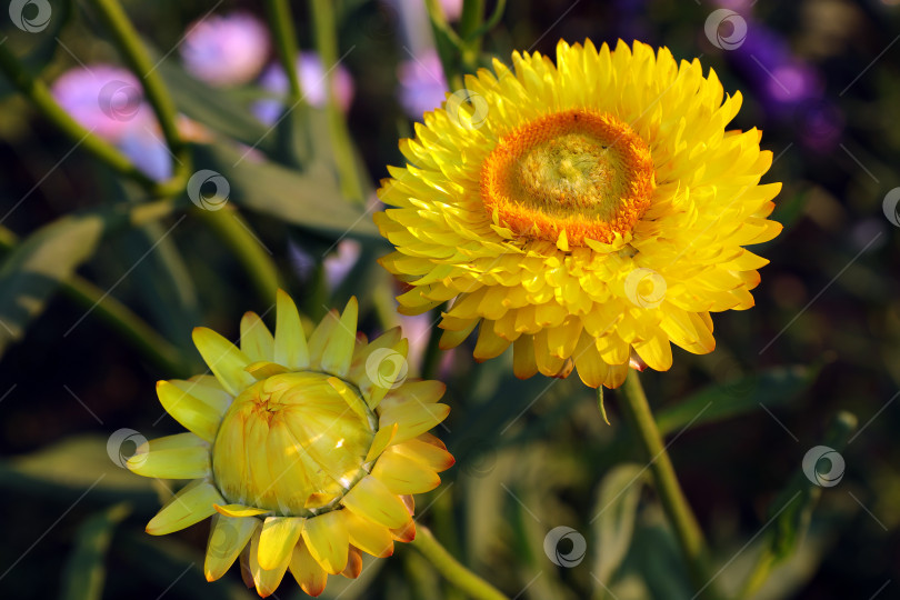 Скачать ярко-желтый бессмертник (лат. Helichrysum) под вечерним солнцем фотосток Ozero
