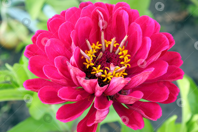 Скачать красная цинния (лат. Zinnia elegans) цветет летом в саду фотосток Ozero