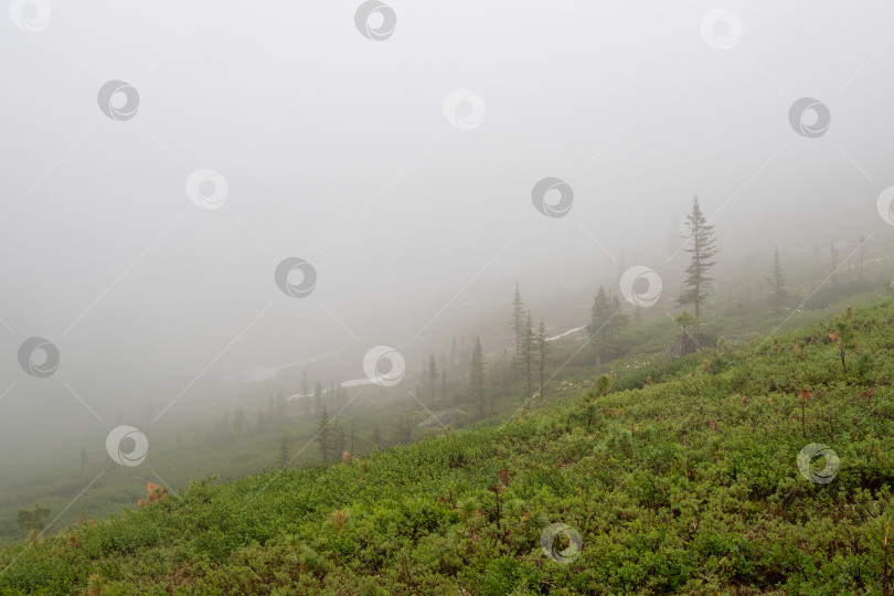 Скачать Облачная вершина горы, крутая, поросшая редким лесом. фотосток Ozero