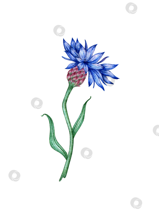 Скачать Ярко-синий цветок Василек акварелью фотосток Ozero