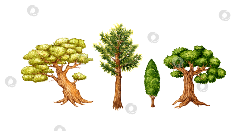 Скачать Набор деревьев, выполненных акварелью фотосток Ozero