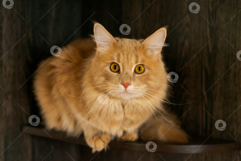 Скачать На полке сидит кошка с длинной шерстью и желтыми глазами фотосток Ozero