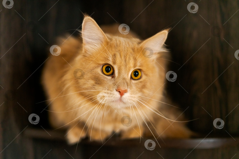 Скачать Кошка с длинным хвостом и желтовато-оранжевой шерстью сидит на деревянной полке фотосток Ozero