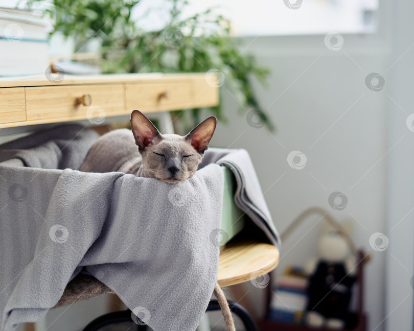 Скачать Милый маленький лысый котенок серого сфинкса, спящий в коробке под столом. Сонный кот в домашнем интерьере фотосток Ozero