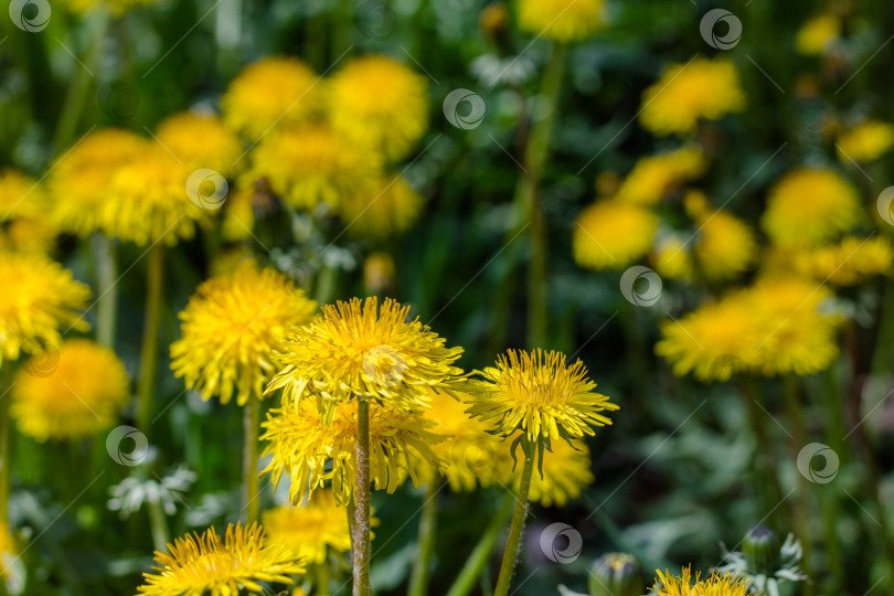 Скачать Желтые цветы одуванчика на зеленом лугу фотосток Ozero
