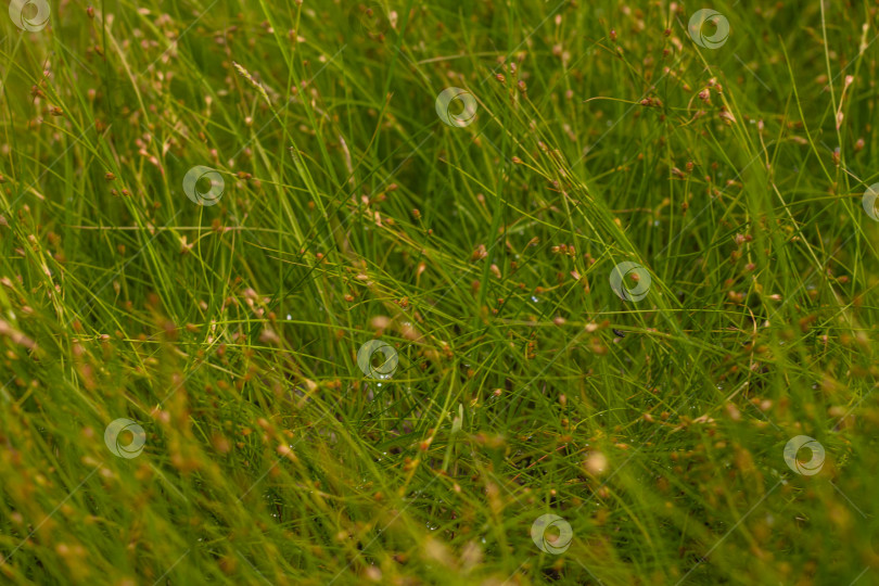 Скачать Фон с текстурой зеленой травы фотосток Ozero