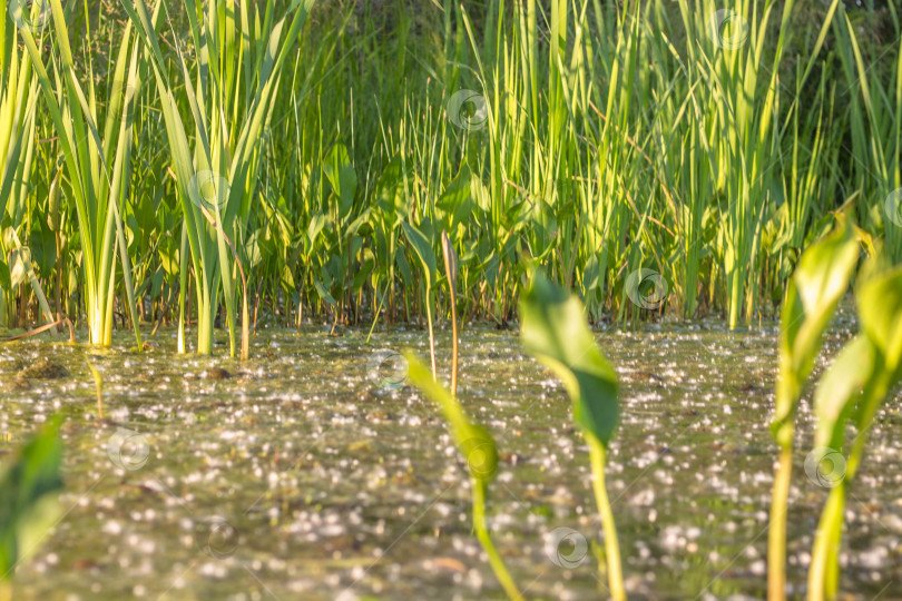 Скачать зеленые камыши на болоте в лучах заходящего солнца фотосток Ozero