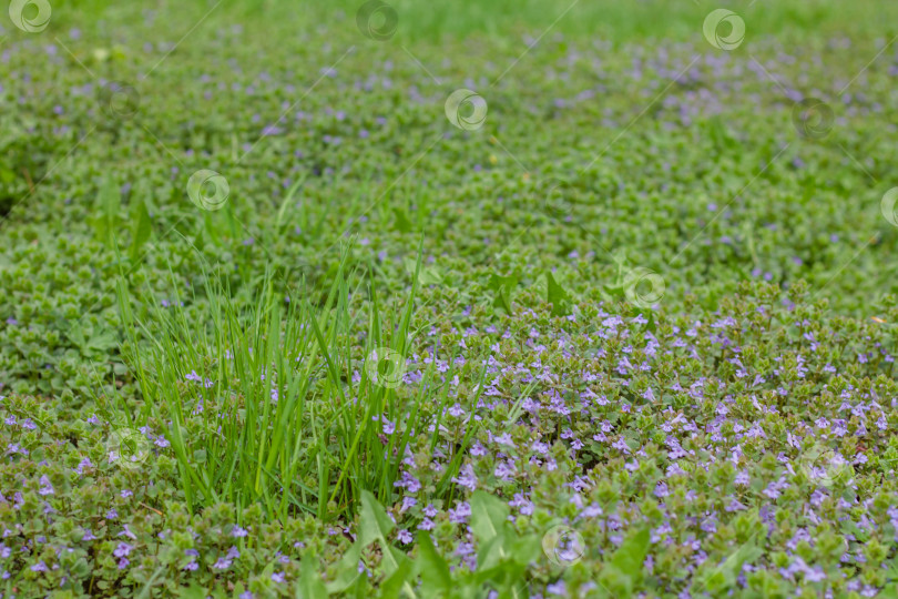 Скачать Крупный план зеленой травы и фиолетовых цветов в саду фотосток Ozero