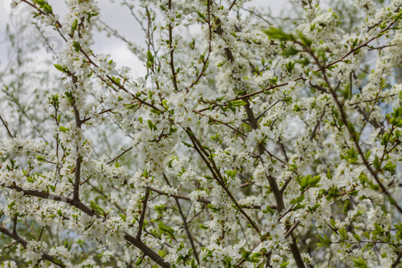Скачать Цветы на ветвях цветущего дерева весной. фотосток Ozero